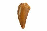 Bargain, Raptor Tooth - Real Dinosaur Tooth #80048-1